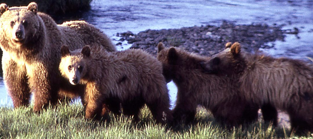 Coast to Cascades Grizzly Bear Initiative