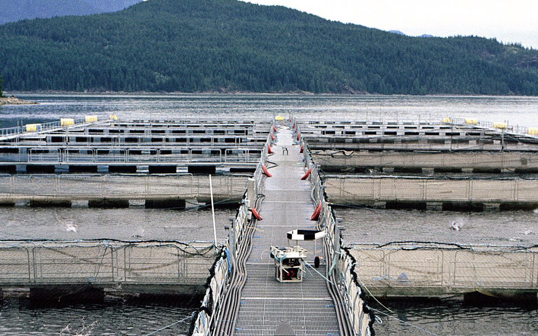 Support Bill C-228: move BC’s open-pen salmon feedlots to closed containment