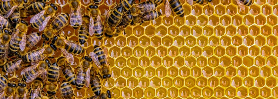 A painful lesson in Zen and the art of honeybee reverence