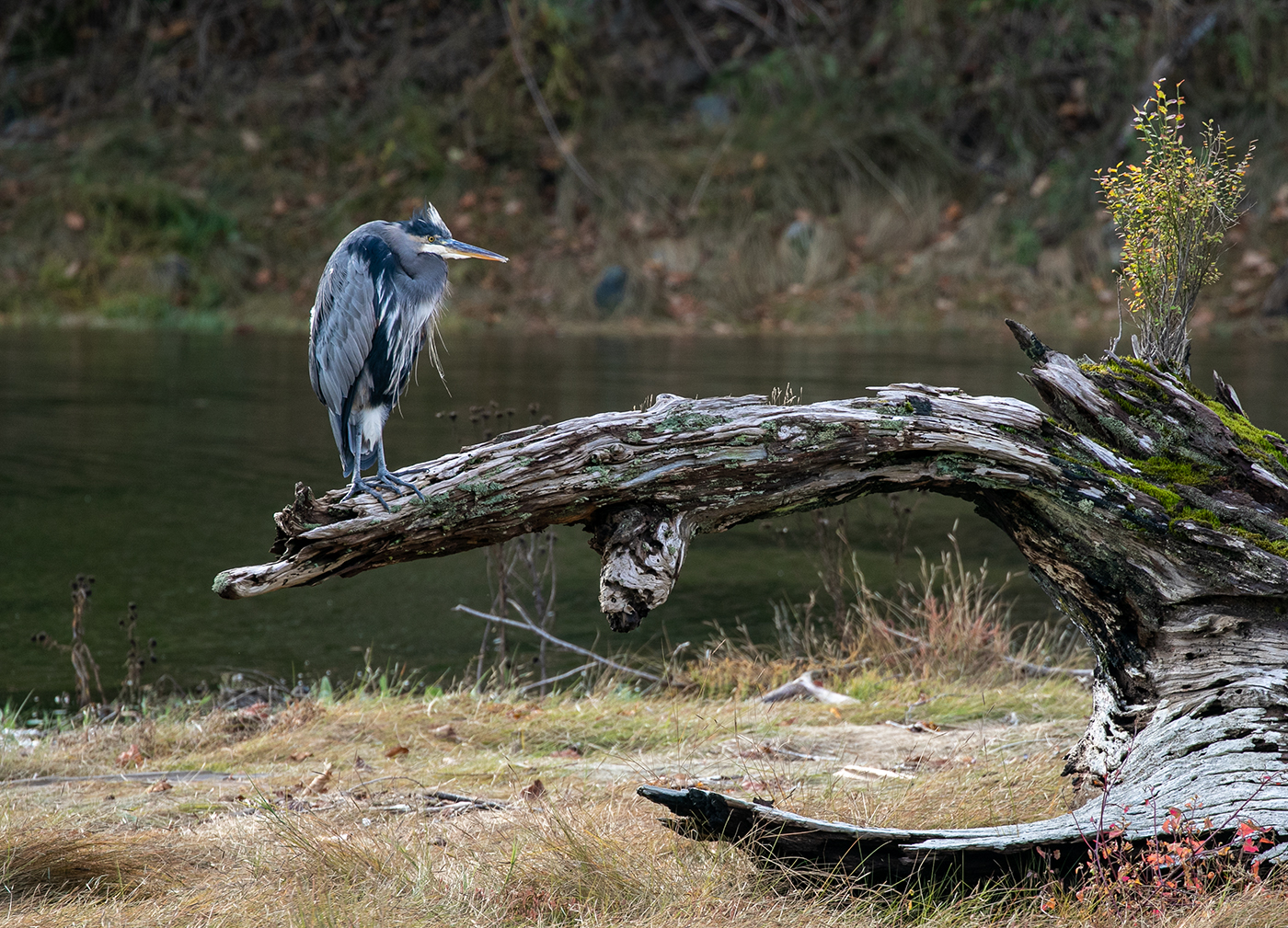 Foundations of Sustainability