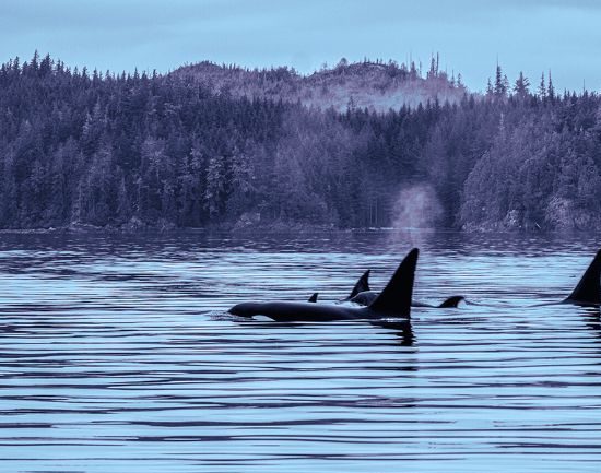 Suzuki Elders in Action Suzuki Elders in Action