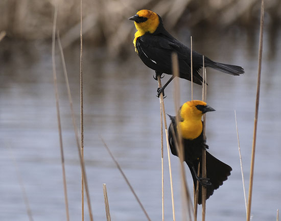 Section-images_0000_Layer 24 Suzuki Elders Council