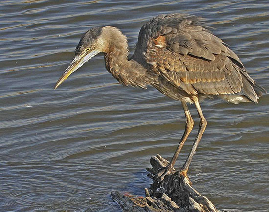 Section-images_0008_Layer 16 Working Groups