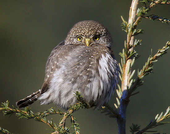 History of the Suzuki Elders Council History of the Suzuki Elders Council