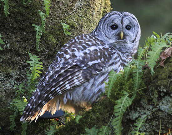 Section-images_0015_Layer 9 Discover the Suzuki Elders