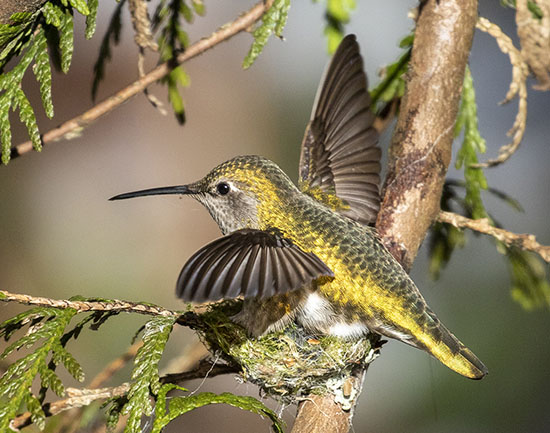 Constitution of Suzuki Elders <br />
Constitution of Suzuki Elders